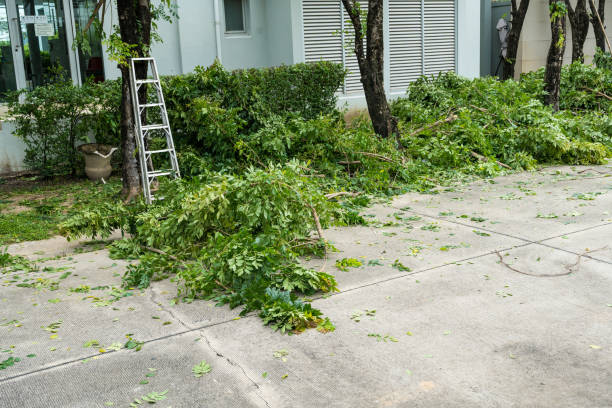 Best Emergency Tree Removal  in Arden Hills, MN