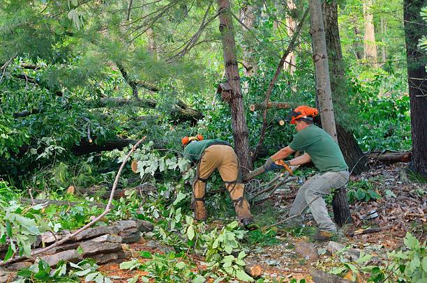 Best Tree Removal  in Arden Hills, MN