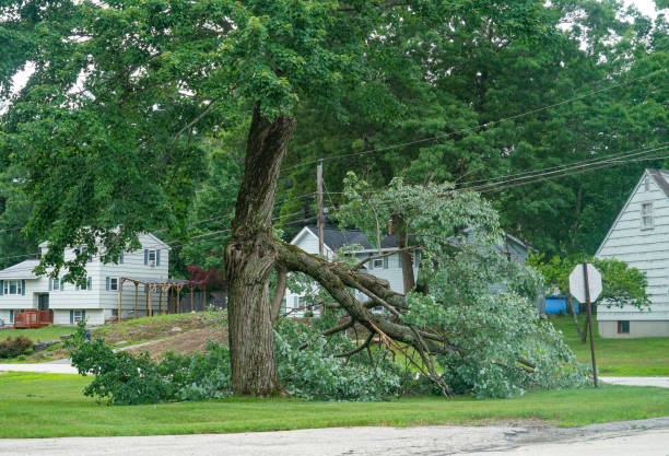 How Our Tree Care Process Works  in  Arden Hills, MN