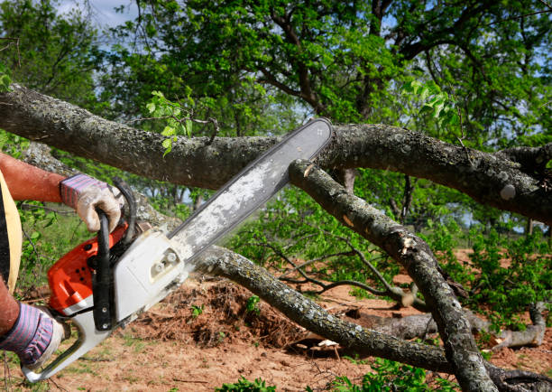 Tree and Shrub Care in Arden Hills, MN